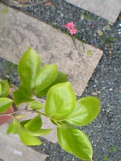 柿と一厘の花 柿と一厘の花