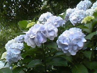 紫陽花 紫陽花