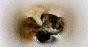Forget me not.gif